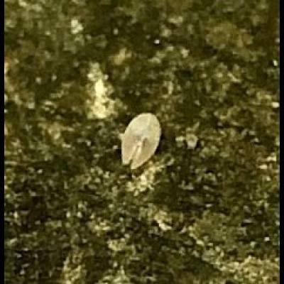 Dave's Ostracods