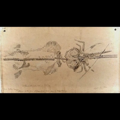 Mary Anning&rsquo;s sweet drawing of Squaloraja, a Jurassic aged ratfish fossil she discovered on the shores of Lyme Regis.