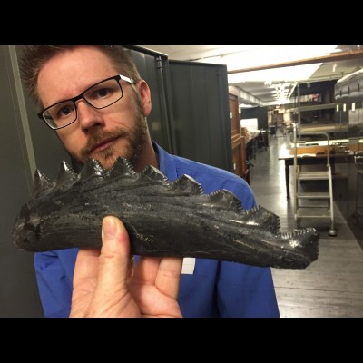 The lower tooth blade from Edestus, the scissor-toothed shark, and Leif Tapanila in the back rooms of the Field Museum in Chicago.