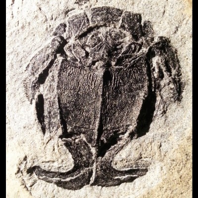 A 390 million year old bull male&nbsp;Microbrachius&nbsp;placoderm from the Orkney Islands, UK, showing it paired claspers (like feet) at the bottom of the trunk armour.