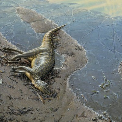 The tragic little Hypsilophodontid, as imagined by Peter Trusler for an article in The Age.