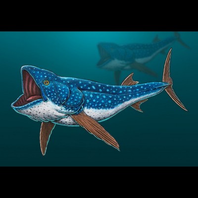 Ray&rsquo;s drawing of Bonnerichthys, a large filter feeding fish that cruised the Cretaceous seas of the Western Interior Seaway. Matt Friedman named it in honor of the Bonner family and their long history of fossil hunting.