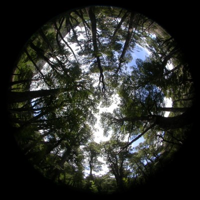 Hermispherical photograph of a modern forest in Argentina from which canopy cover is measured