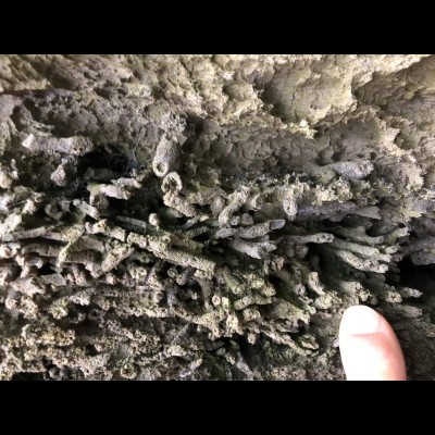 Incredible 3 dimensional fossil corals and sponges along a beach in Southeast Alaska.&nbsp;