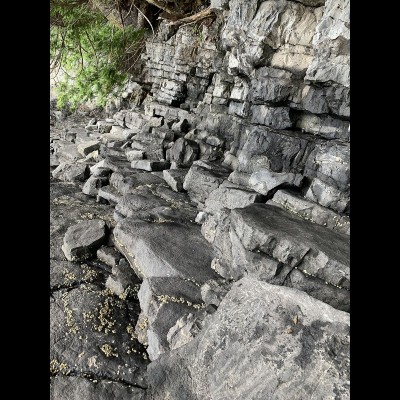 Lovely fossil rich layers of Devonian aged sedimentary rocks on an island along the coast of Southeast Alaska.&nbsp;