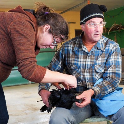 John with a former-grad-student-turned Yellowstone National Park Lead Biologist, Lauren Walker, tagging a raven.