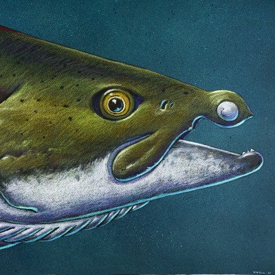 Ray's recent mixed media portrait of the Giant Spike Toothed Salmon, Oncorhynchus rastrosus.