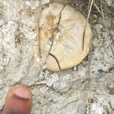 A Lower Oligocene Clypeaster rogersi sand dollar fossil Cam found in the Marianna Formation in Smith County, Mississippi. 2021.
&nbsp;