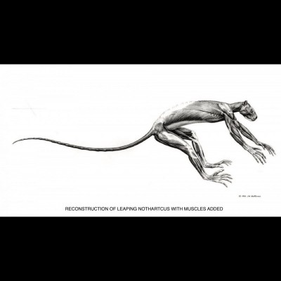 The next step is reconstructing the muscles and how they attach to the bone. Reconstruction of Proto Lemur 2