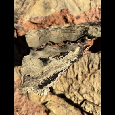 Stromatolites side view