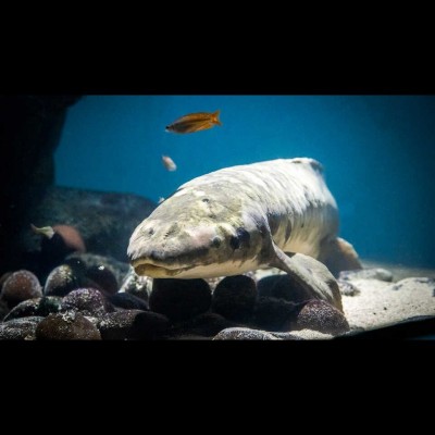 The Australian Lungfish named Methuselah is o-fish-ally the oldest fish in captivity: https://www.calacademy.org/press/releases/california-academy-of-sciences-reveals-age-of-world%E2%80%99s-oldest-living-aquarium-fish