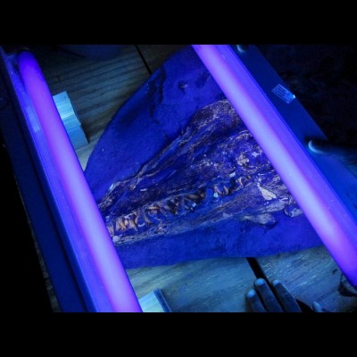 Ray's photo of a Platecarpus mosasaur skull under a black light. The ultraviolet light makes it much easier to spot the scales right above the eye socket.