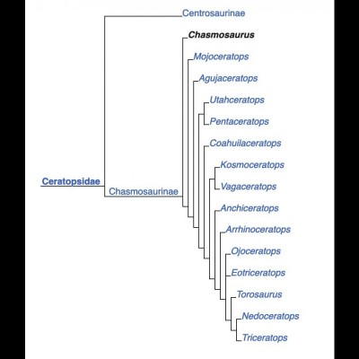 A cladogram showing the relationships of the 'Horned Faced' Ceratopsian dinosaurs.