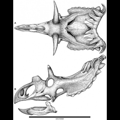 A reconstruction of the skull of Kosmoceratops richardsoni
