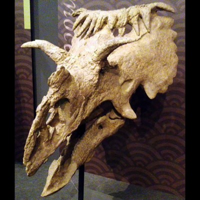 Another view of the Kosmosceratops skull.&nbsp;
