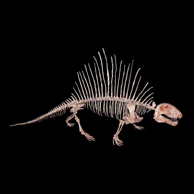 A Dimetrodon skeleton...