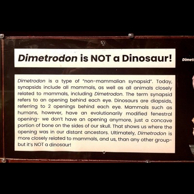 The label explaining that Dimetrodon is NOT a dinosaur!