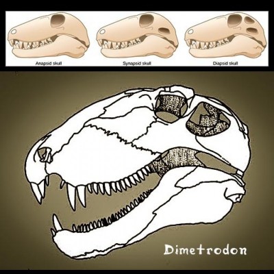 Anapsid, Diapsid and Synapsid expalined. It's all about the number of holes in the head. We humans are synapsids, so the pre-mammalian synapsids are in our extended 'family'. Could Dimetrodon or creatures very much like it, actually be in our lineage?