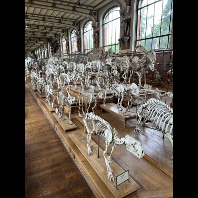  Comparative  mammal skeletons 