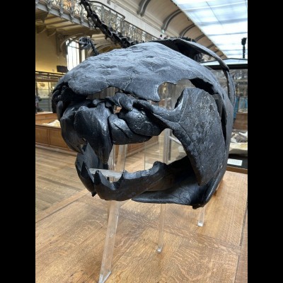 The business end of a Dunkleosteus 