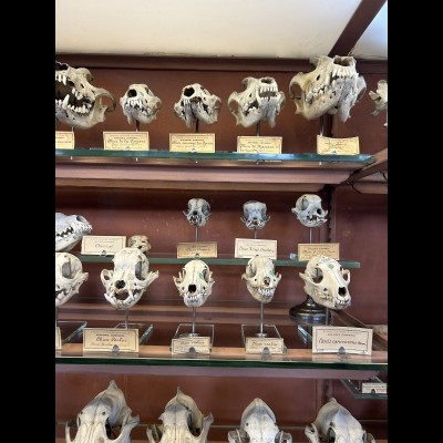 Comparing modern dog skulls