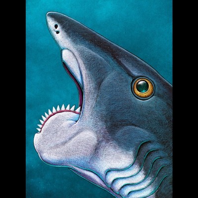 Ray's drawing of Helicoprion that appeared in the 2013 science paper.