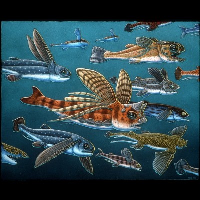 Ray drawing of the "neck finned" Iniopterygians that he created for his Sharkabet book.