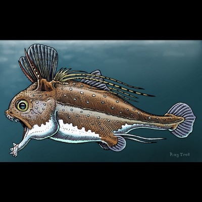 Rainerichthys zangerli is an iniopterygian from Montana named by Dick Lund and Eileen Grogan to honor Rainer Zangerl. Art by Ray Troll.