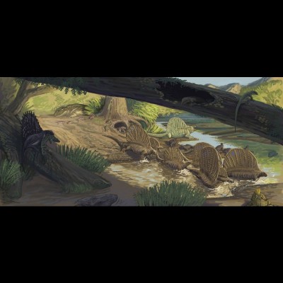 A wandering herd of Edaphosaurus's&nbsp; crossing a river sometime in the late Permian.