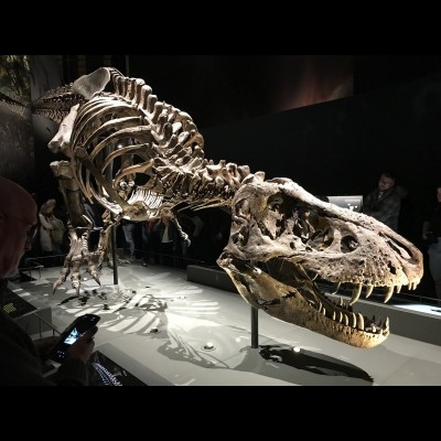 Tyranosaurus rex in all its toothy glory!