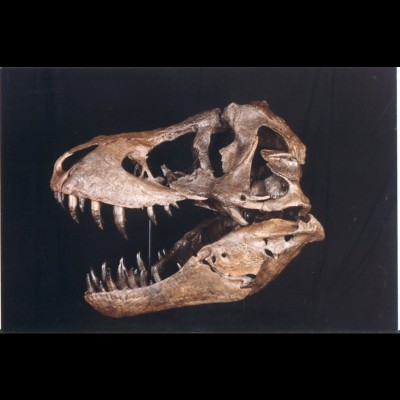 Stan the T-rex Skull