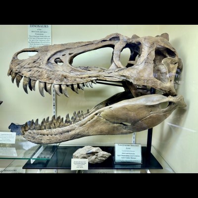 Nanotyrannus 'Jane' skull