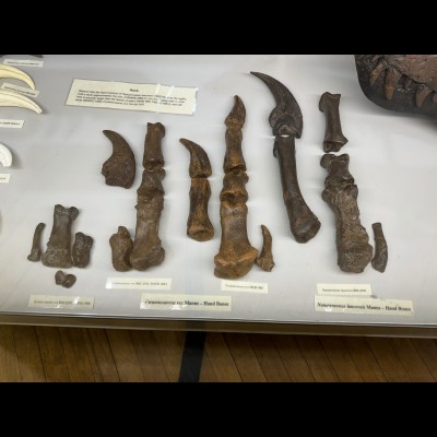 Nanotyrannus hands