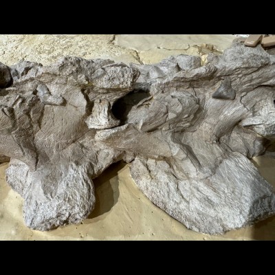 Tylosaurus mosasaur neck with teeth