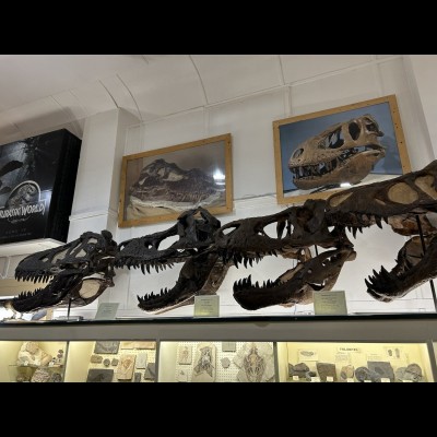 T-Rex skulls at the BHIG