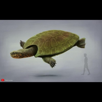 Stupendemys the largest turtle of all time! Artwork by by Mario Lanzas. From the Miocene of South America.