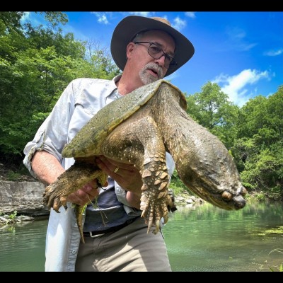 This is the snapping turtle from a creek in Kansas that happily lived through its overnight submersion.. because some turtles can go for six MONTHS without a breath!