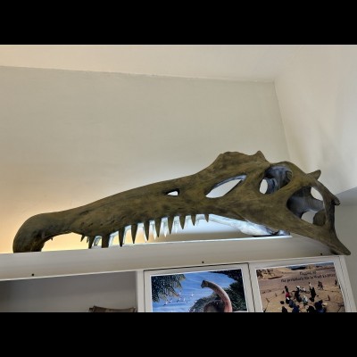 Spinosaurus skull replica