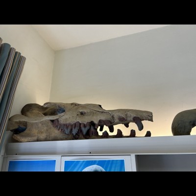 Basilosaurus Skull replica