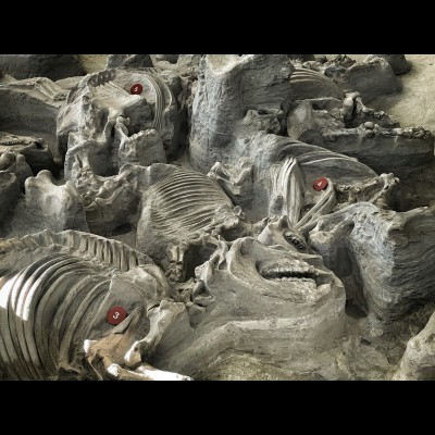 Another view of the rhino barn of death. Ashfall Fossil Beds is a working research site that is truly unique and invaluable to science.