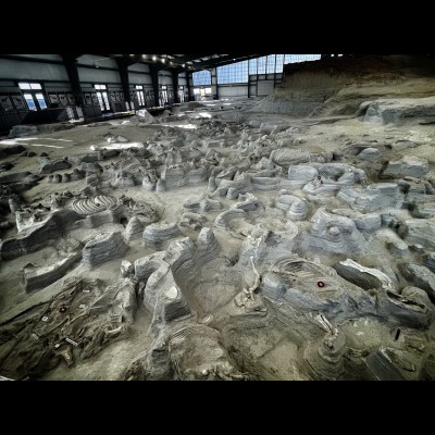 Inside the Rhino barn at Ashfall state park, the amazing "Rhino Pompeii"